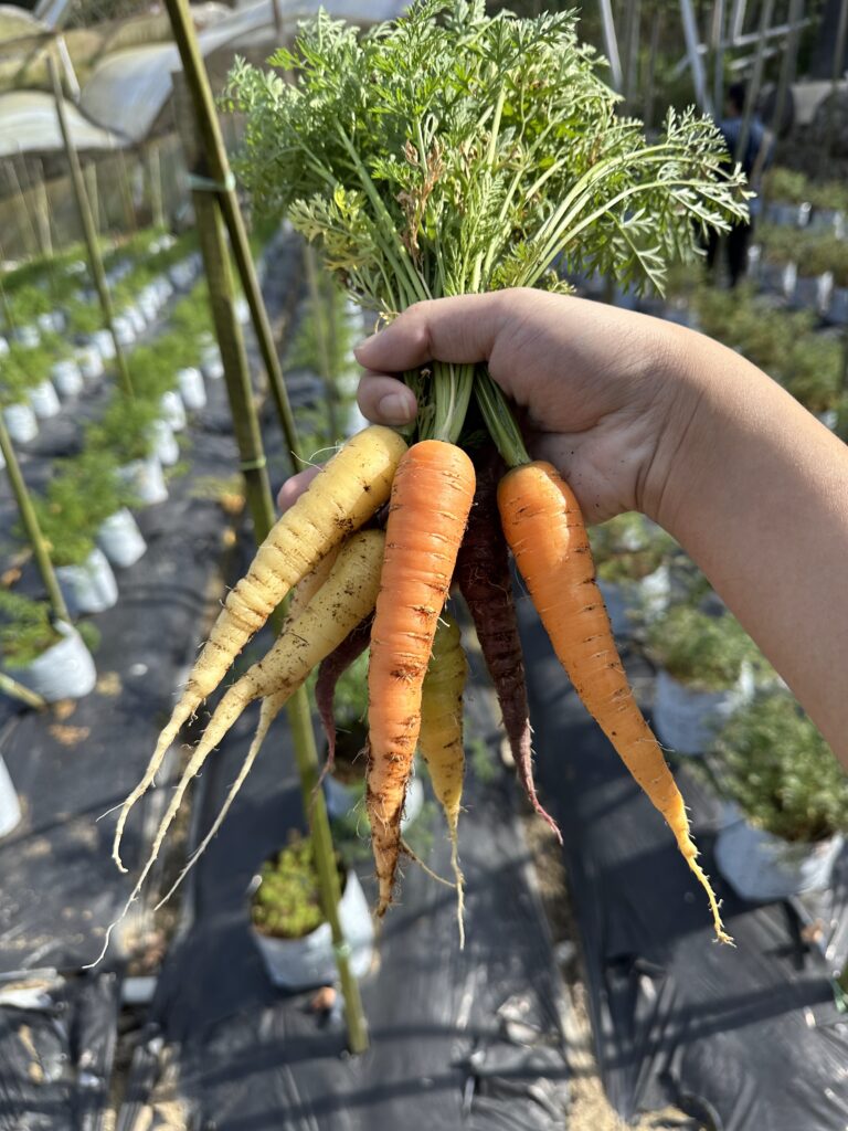 Rainbow Carrots