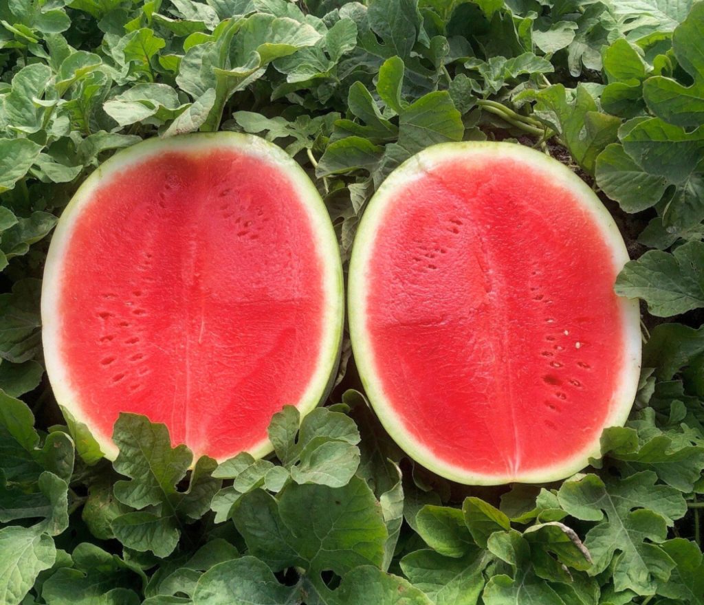 Seed Photo for website - 2