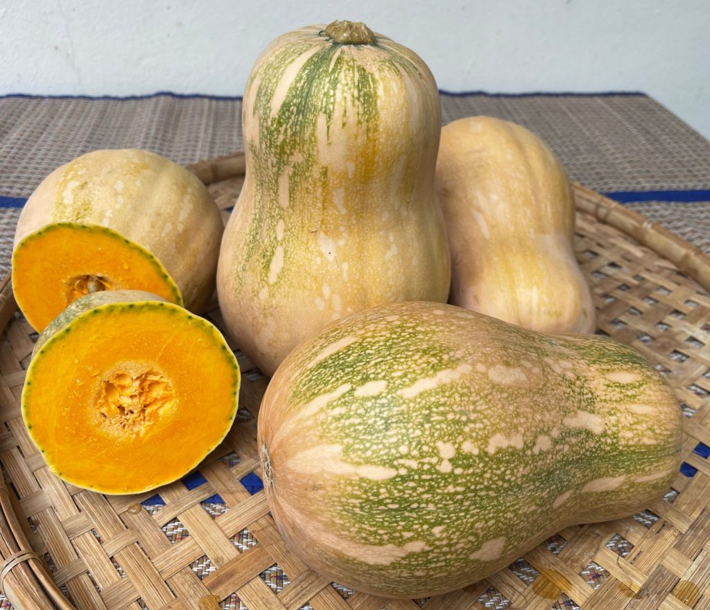 Seed Photo for website - 43