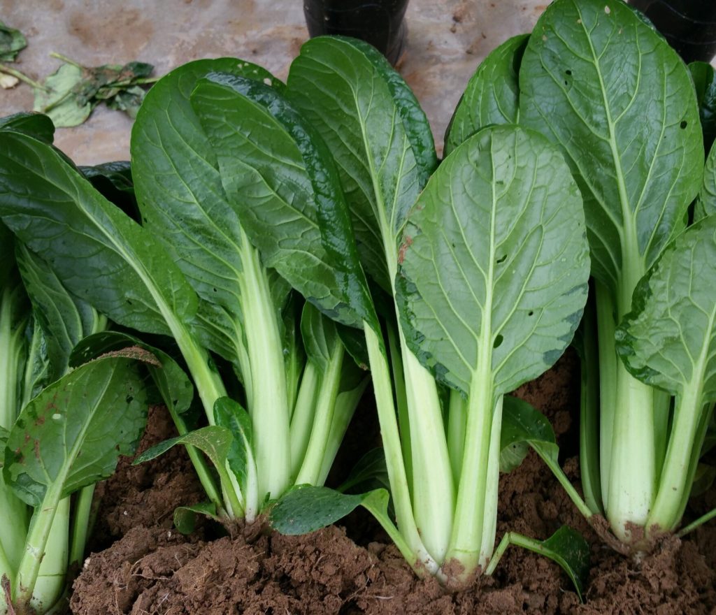 Seed Photo for website - 43