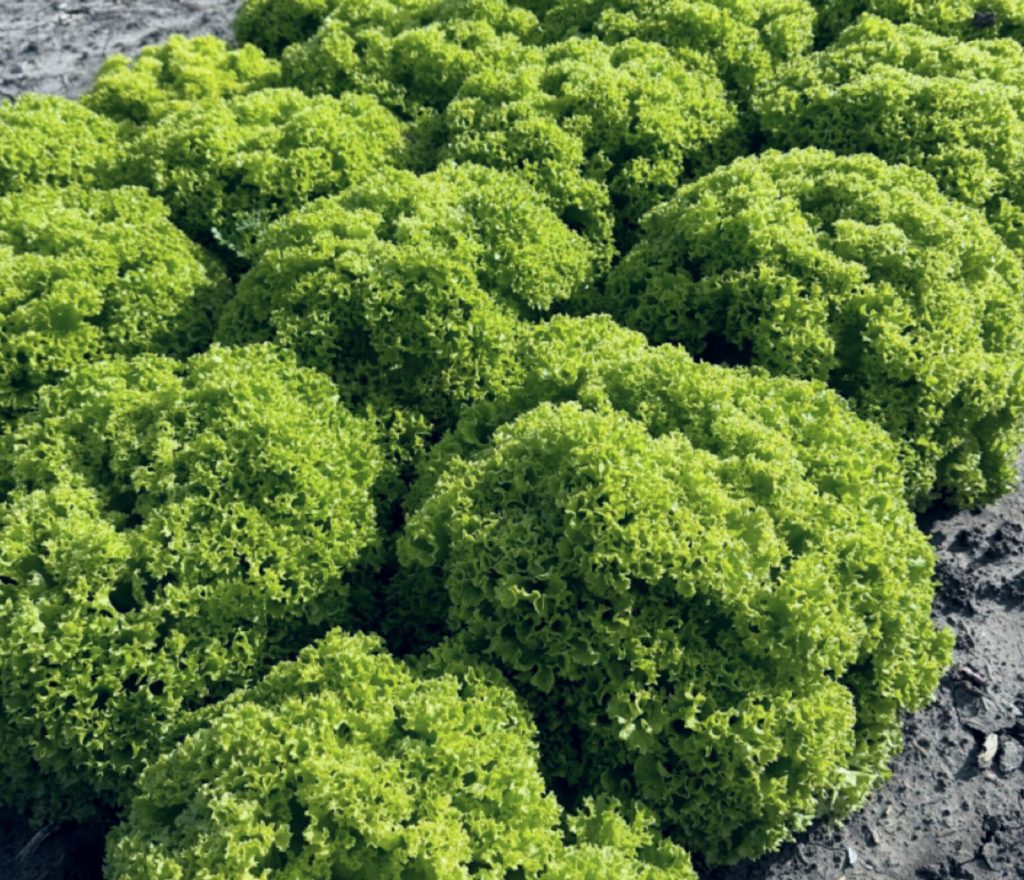 Seed Photo for website (3)